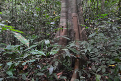 Kingiodendron pinnatum